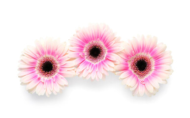 Beautiful gerbera flowers on white background