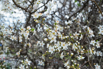Beautiful blossoming branches on spring day, closeup