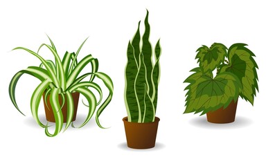 Collection of plants in pots on a white background. Set of indoor plants in flower pots with variegated leaves and foliage. Various illustrations of home green decor for decoration, art