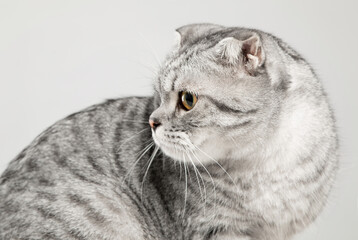 American Shorthair cat, close-up shot indoors, clean background
