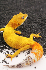 leopard gecko lizard,black background, eublepharis macularius