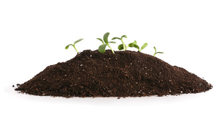 Green seedlings with heap of soil on white background