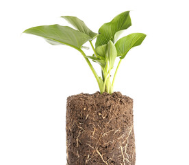Green seedling with soil on white background