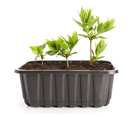 Plastic container with green seedlings on white background