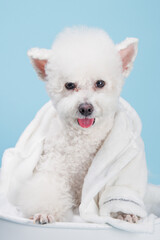 White poodle bathtub wearing bath towel, indoors, clean blue background