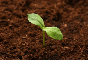 Green seedling growing in garden outdoors