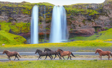 Amazing Seljalandsfoss waterfall in Iceland - The Icelandic red horse is a breed of horse developed...