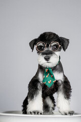 Schnauzer dog wearing glasses and tie(Schnauze), anthropomorphic image, clean background