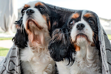 Closeup portrait of cute couple of dogs cavalier king charles spaniel napping outdoors on dog's...