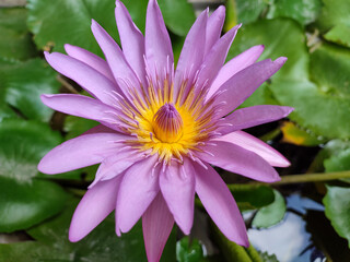 Obraz premium purple lotus flower is very beautiful to look at
