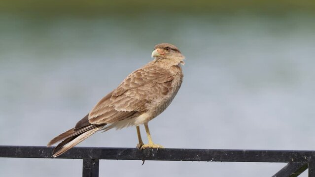 Chimango caracara falcon bird, talons grasp railing by river, windswept feathers