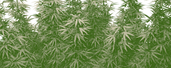 a wide background with cannabis leaves with hatch texture	
