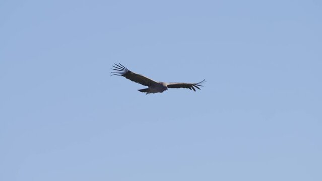 Brilliant tracking view of Adean condor bird of prey soaring wings spread wide