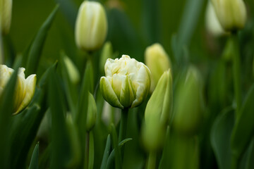 białe, kremowe pełne tulipany