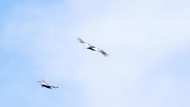 A pair of Andean Condors (Vultur gryphus) flying on a sunny day over the mountains. Argentina.