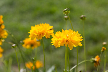 bright yellow plains coreopsis  blossom in a green meadow
