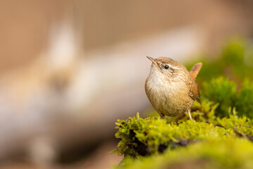 Erithacus rubecula. European robin sitting on the branch in the forest. Wildlife