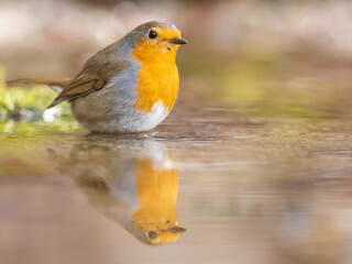 European robin (Erithacus rubecula) bathes. Orange songbird with mirror reflection in water surface.