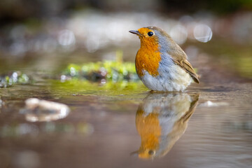 Obraz premium European robin (Erithacus rubecula) bathes. Orange songbird with mirror reflection in water surface.