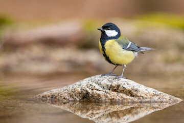 Obraz na płótnie Canvas Great Tit (Parus Major) bathes. Small songbird with mirror reflection in water surface.