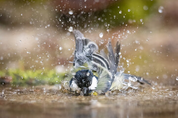 Great Tit (Parus Major) bathes. Small songbird with mirror reflection in water surface.