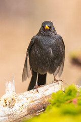 Common blackbird (Turdus merula) portrait.