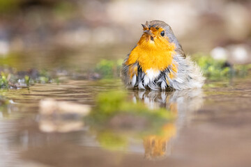 European robin (Erithacus rubecula) bathes. Orange songbird with mirror reflection in water surface.