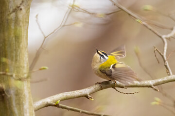 Firecrest - Regulus ignicapilla small forest bird with the yellow crest singing in the branch .