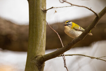 Firecrest - Regulus ignicapilla small forest bird with the yellow crest singing in the branch .