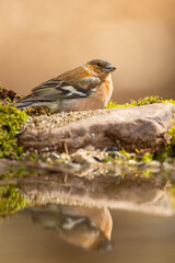 Chaffinch (Fringilla coelebs) bathes. Small songbird with mirror reflection in water surface.