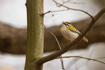 Firecrest - Regulus ignicapilla small forest bird with the yellow crest singing in the branch .
