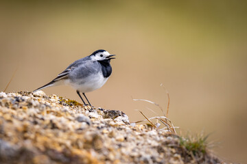 White wagtail (Motacilla alba) on the ground in closeup
