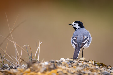 White wagtail (Motacilla alba) on the ground in closeup