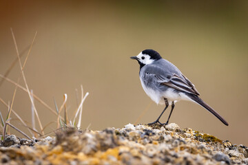 White wagtail (Motacilla alba) on the ground in closeup