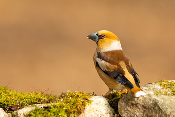 Wild bird hawfinch (Coccothraustes Coccothraustes) portrait