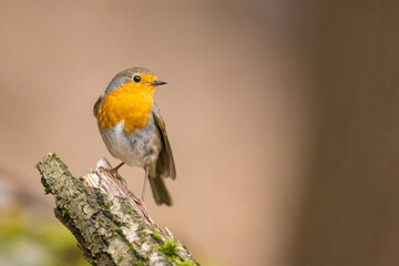 Erithacus rubecula. European robin sitting on the branch in the forest. Wildlife