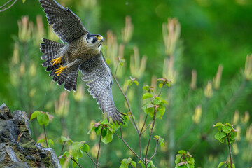 Peregrine Falcon  