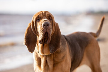 Close-up portrait of a brown bloodhound on a sunny day - obrazy, fototapety, plakaty