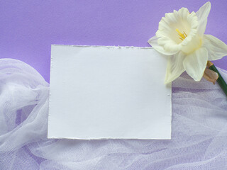 Daffodils flower and card with copy space on lilac background. Mothers Day greeting card. Sheet of paper for text and narcissus on purple background. Congratulations note flat lay.