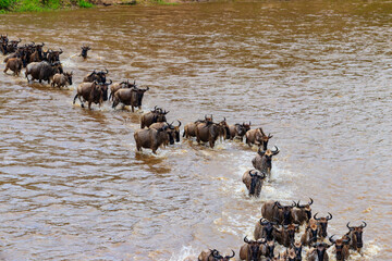 Wildebeest crossing the Mara river in Serengeti national park, Tanzania. Great migration