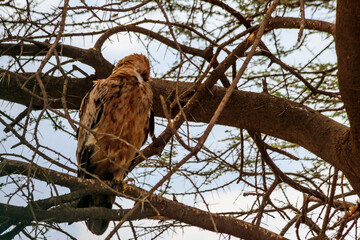 Tawny eagle (Aquila rapax) on a tree in Serengeti national park, Tanzania