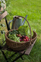 Fresh Picked Vegetables And Plums Still Life - 597371086