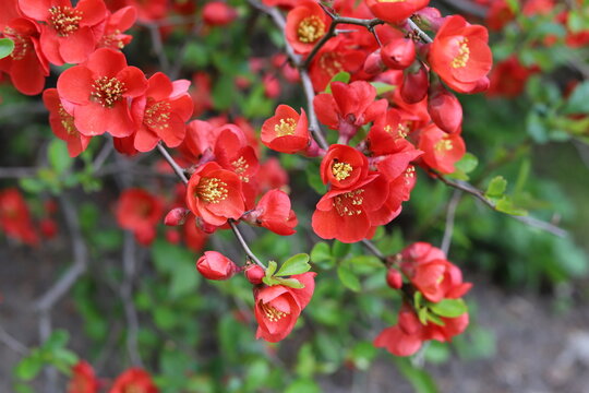 Chinese quince flowers, Chaenomeles speciosa, tree.