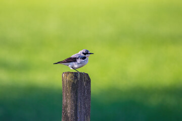 Northern wheatear bird sitting on a wooden post
