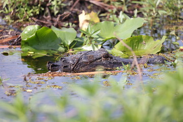 A wild alligator ambushing in the wetland at Lake Tohopekaliga near Orlando, Florida