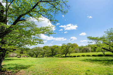 新緑の羊山公園・芝生広場の風景