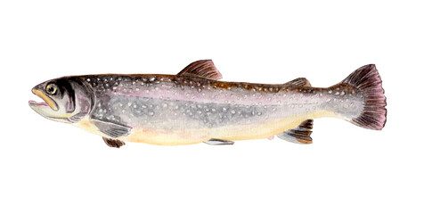 イワナ 手描き水彩画