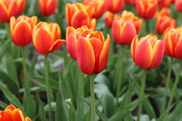 Tulips, beautiful, colorful spring flowers. Close up.