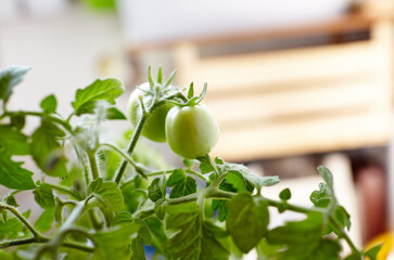 Tomato grows in a greenhouse. Growing fresh vegetables in a greenhouse