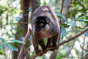 Cute Common brown lemur (Eulemur fulvus) with orange eyes. Endangered endemic animal on tree trunk in natural habitat, Reserve Peyrieras Madagascar Exotic, Madagascar wildlife animal.